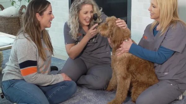 The Vets - A Client of The BCPR Group TV Segment