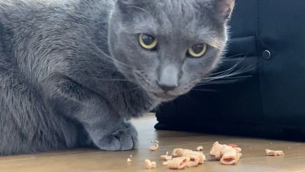 The Vets - A Client of The BCPR Group Cat