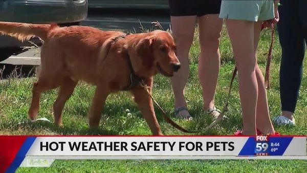 The Vets - A Client of The BCPR Group TV Segment on Pet Hot Weather Safety Tips