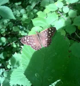 Wood butterfly on green leave. Photo b Richard Price