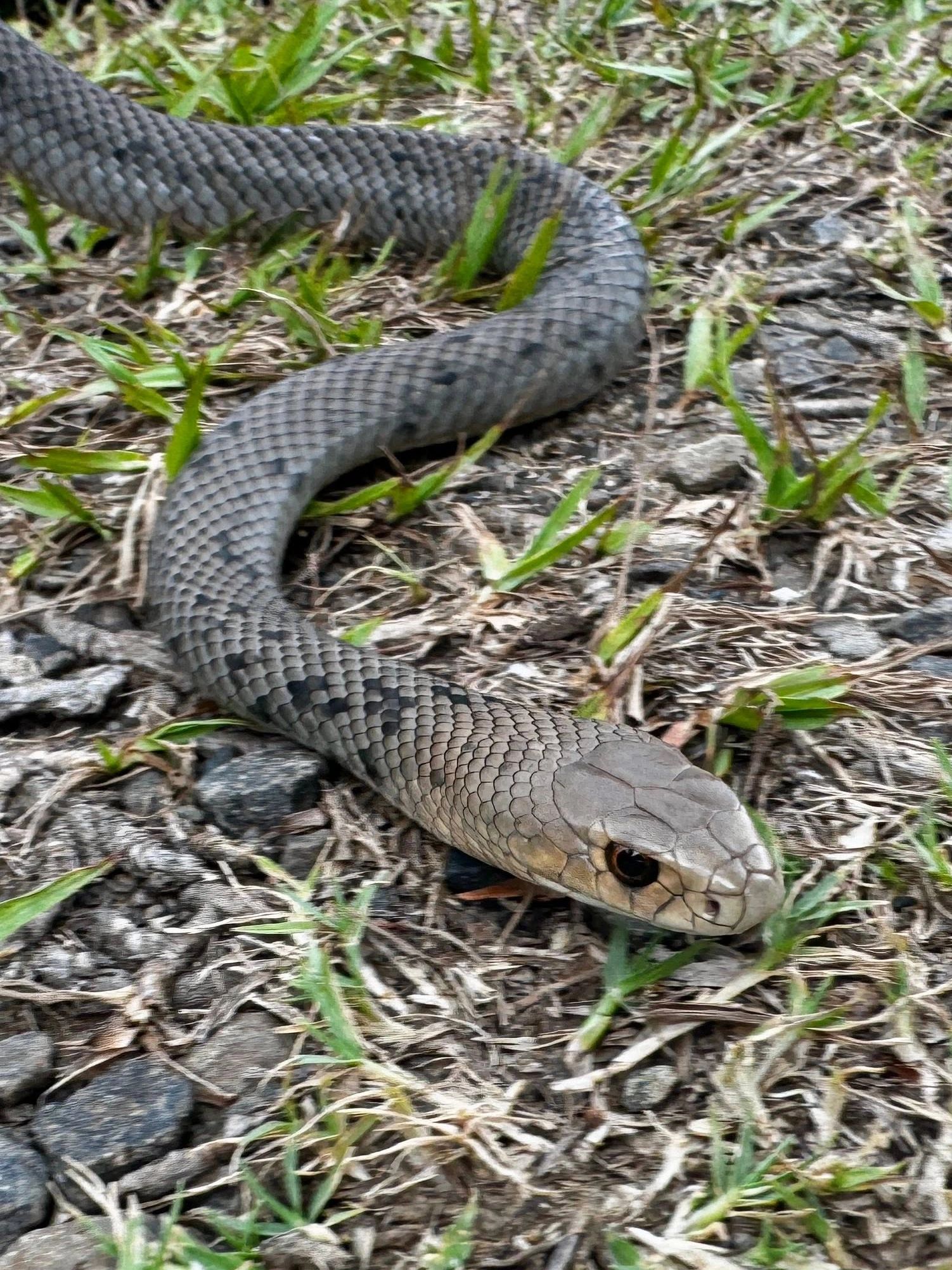 Close-up of a gray snake on the ground.