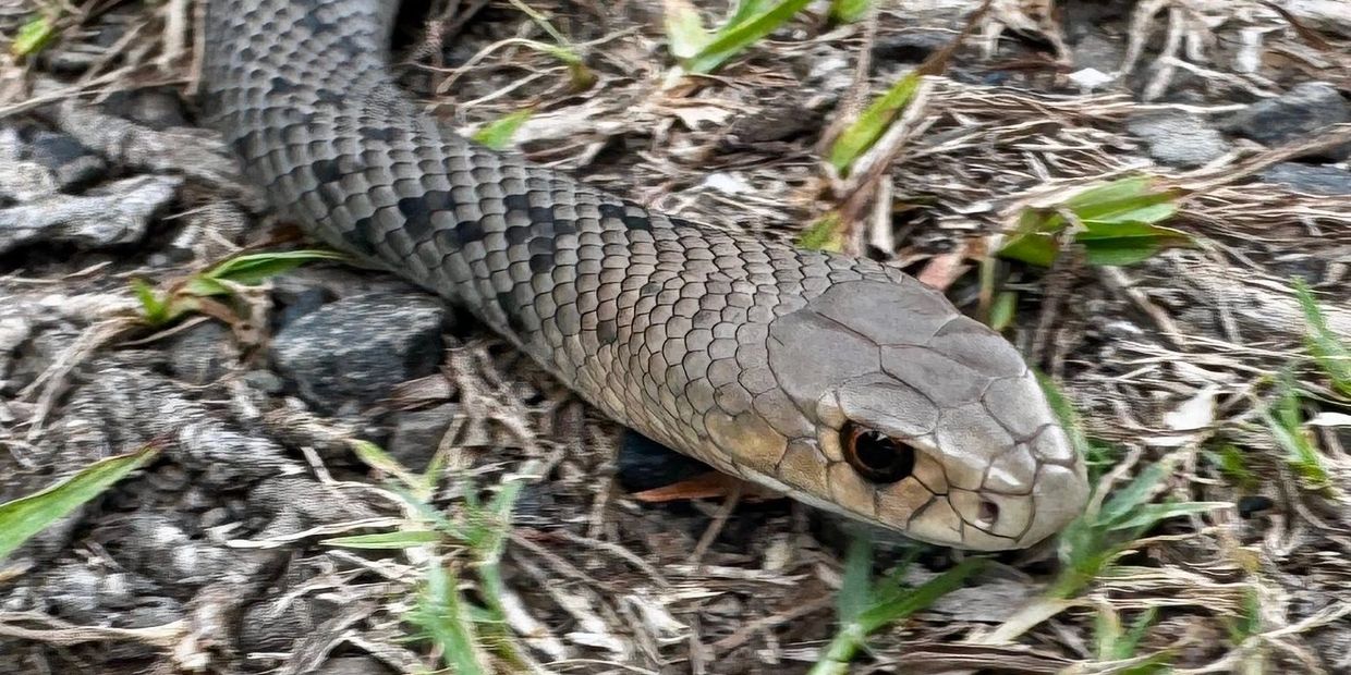 Close-up of a snake on the ground.