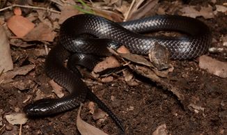 brisbane snake catcher