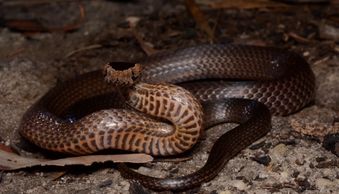 brisbane north snake catcher