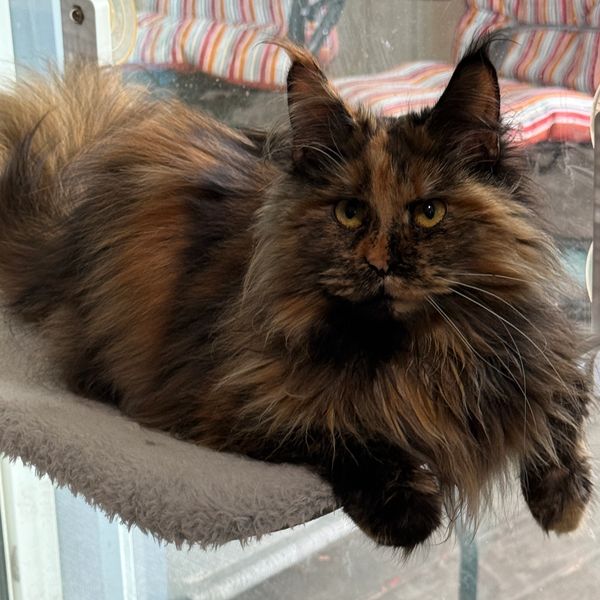 Fluffy tortoiseshell cat lounging on a perch by the window.