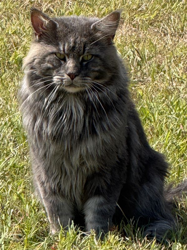 Fluffy gray tabby cat sitting in a grassy field.