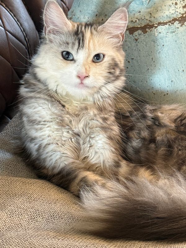 Fluffy multicolored cat relaxing on a cushion.