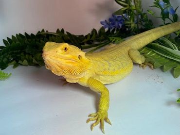 This is Smaug, she is a Bearded Dragon.