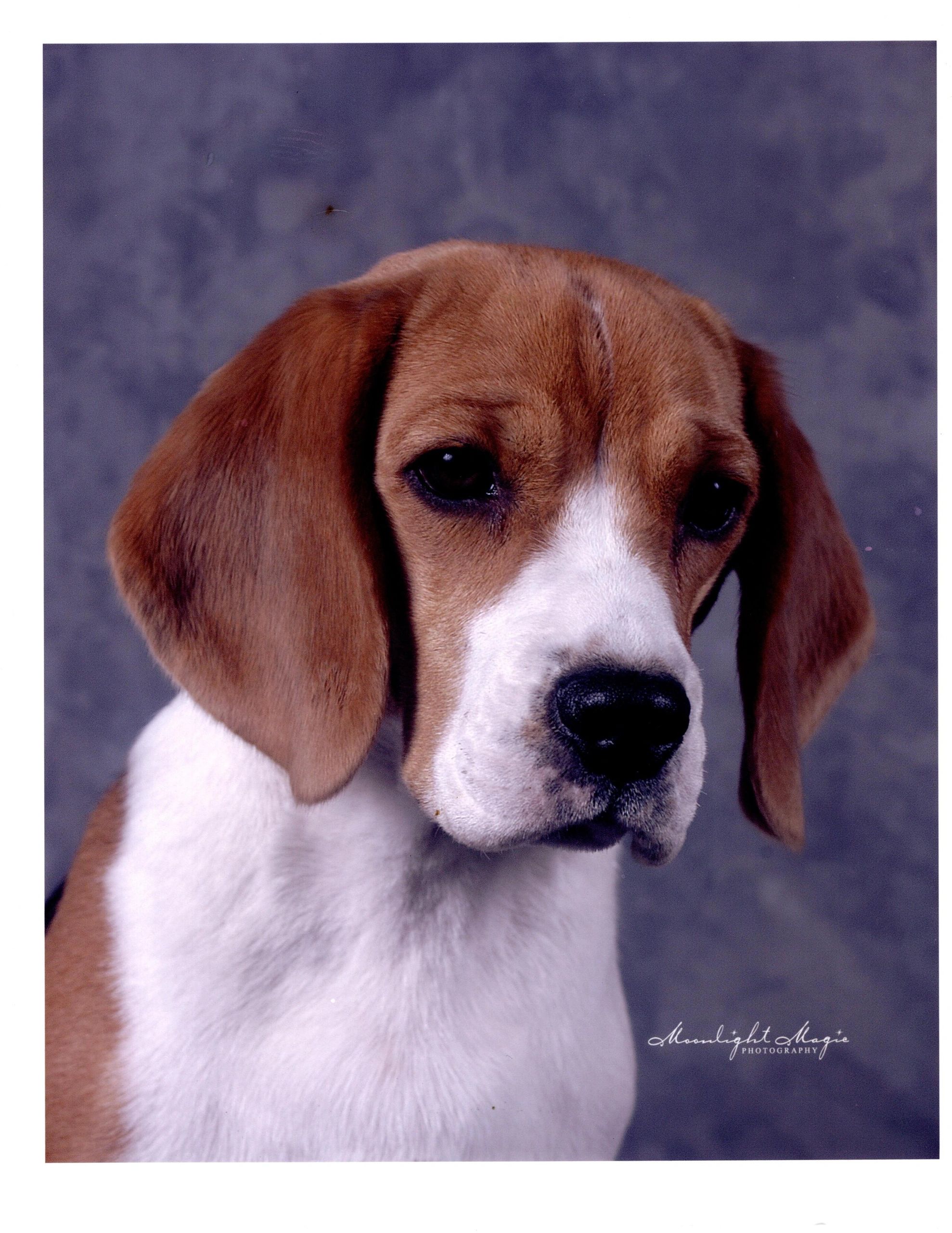 Dog Breed Toy Beagle Ebros Adorable Teacup Beagle Dog Statue