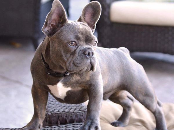 Blue Mountain French Bulldogs