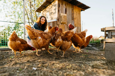A woman feeding chickens outside near a wooden coop at sunset.