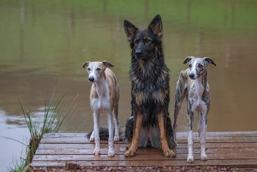 Julien + Jekka + Junimo