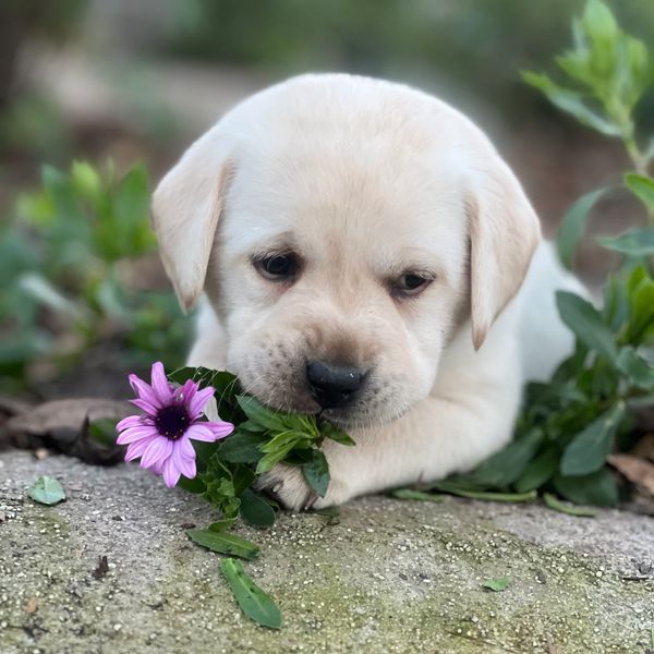 We typically have a new litter every few months. We breed black, red, cream and yellow. Puppies go h
