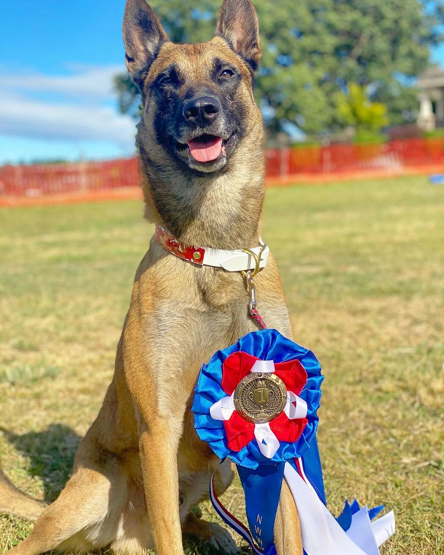 Aesop IGP Sports Dog