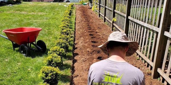 Shrub planting