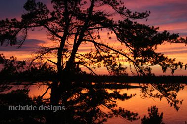 sunset_tree.jpg