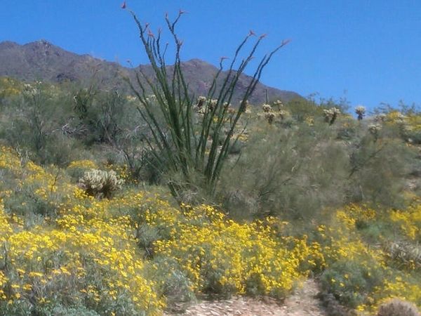 McDowell Mountain Reserve
