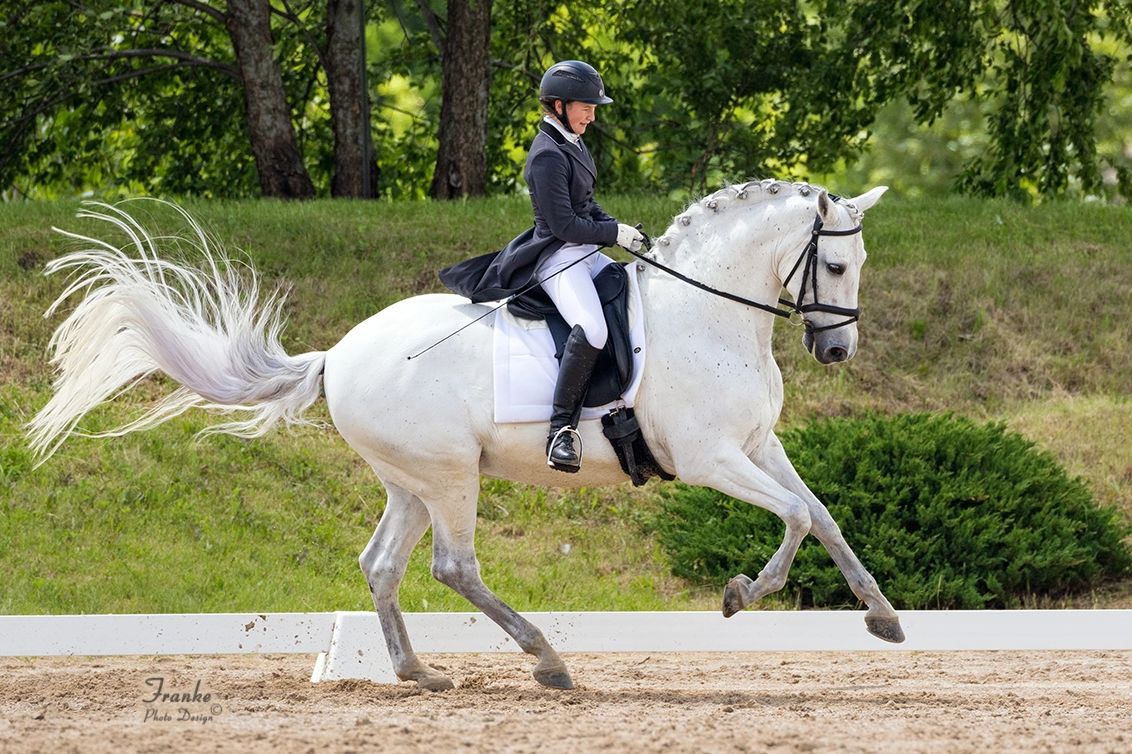 White Dressage horse collected canter