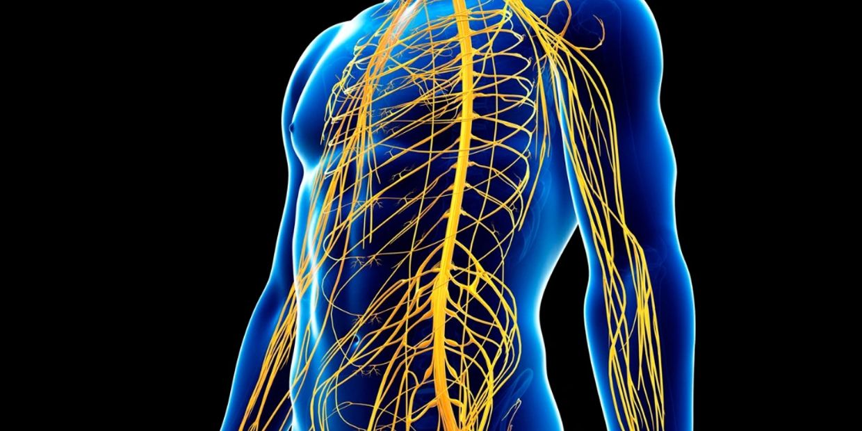 Illustration of the human nervous system.