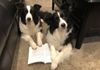 Of course, the Border Collies (Motley and Dazzle) were photographed actually reading the book. Thank you Angela and Matt