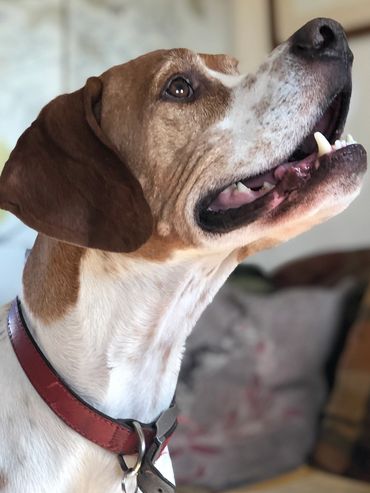 A pointer enjoys dog boarding holidays with Trusted Pet Carers