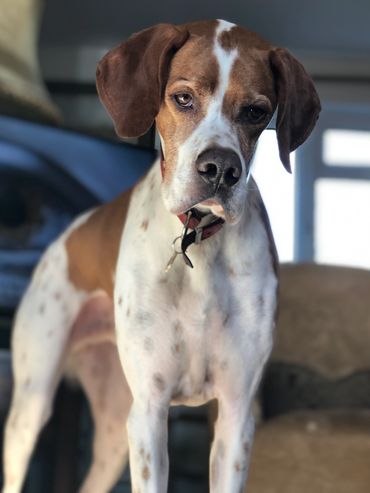 A pointer waits for his walk with a trusted pet carer