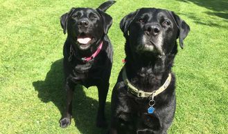 doggy day care, dog sitting, dog walking, Basingstoke, H