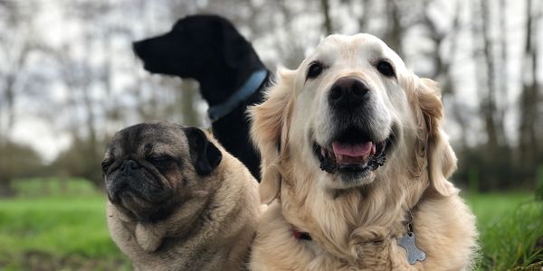 Three dog guests enjoy Dog Boarding & Pet Sitting in Newbury -  a pug a labrador and a retriever
