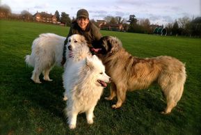 doggy day care, dog sitting, dog walking, Basingstoke, Hampshire