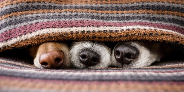 Dog Boarding, Pet Sitting, caring for pets