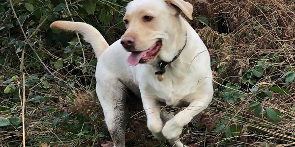 A labrador walks through woodland when Dog Boarding & Pet Sitting