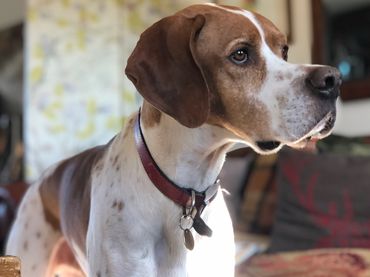A pointer takes residence in a trusted carer's home while owners are away