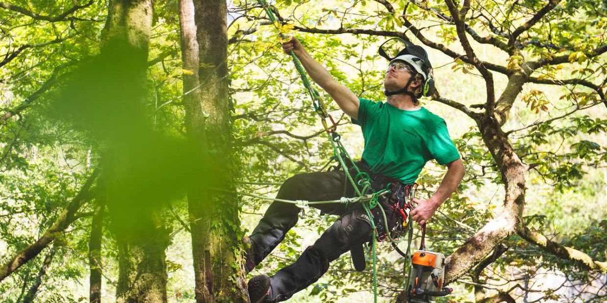 Man climbing a tree with safety gear.