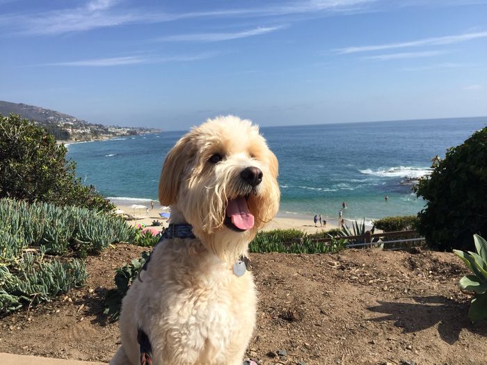 Dog Sitting - Doggie Daycare overlooking Laguna Beach