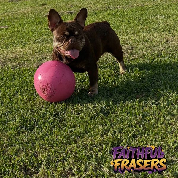 A happy brown French Bulldog with a pink ball on grass.