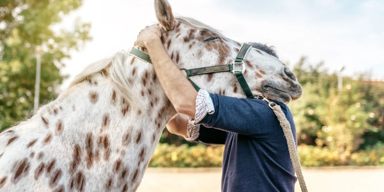 Person hugging a spotted horse outdoors.