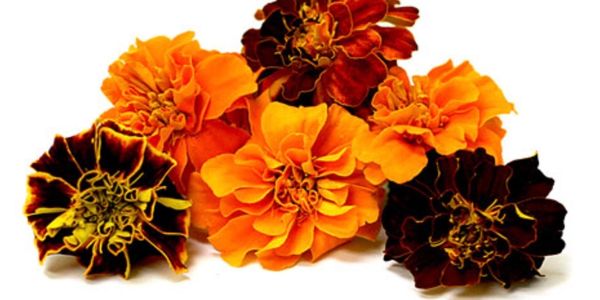 Marigold flowers
