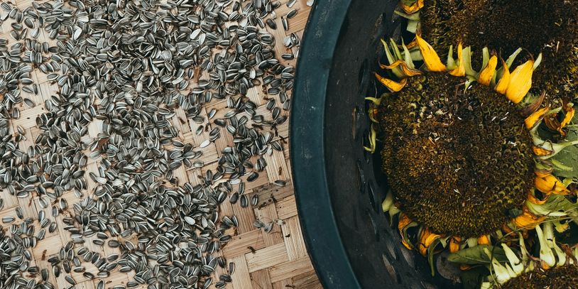 Sunflower seeds spread on a woven surface next to a bucket with sunflower heads.