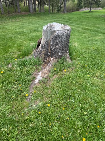 Medium size stump befor grinding