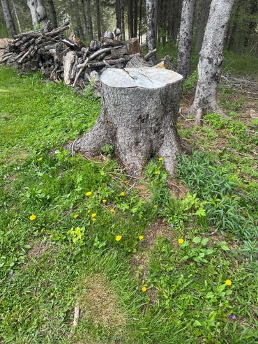 Larger stump before grinding