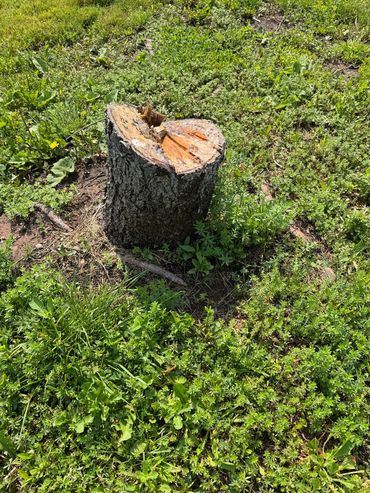 Small stump before grinding.