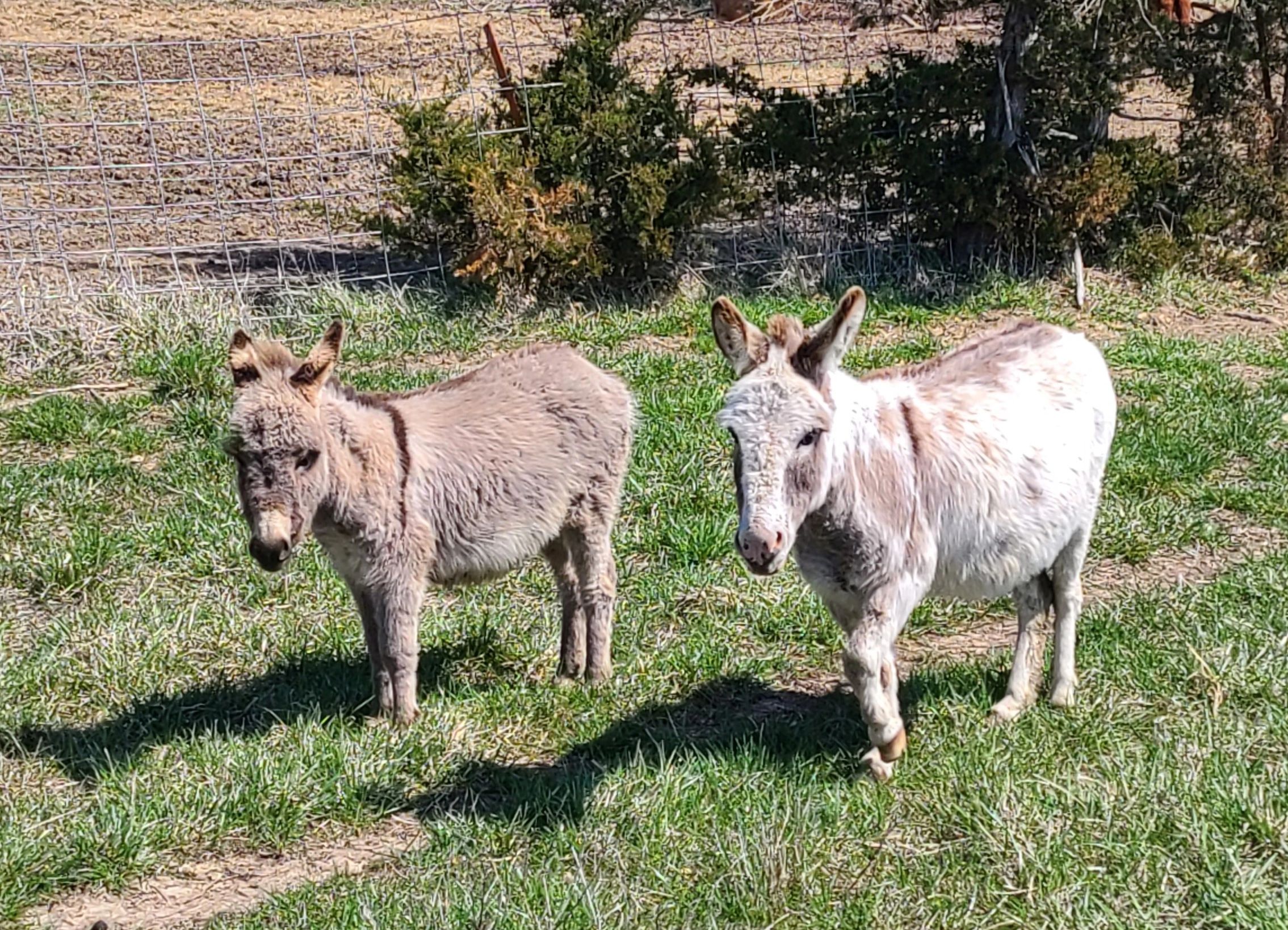 2 donkeys