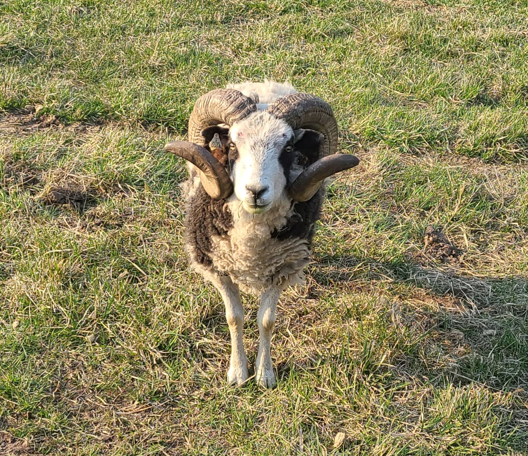 Jacob 4 Horned sheep.