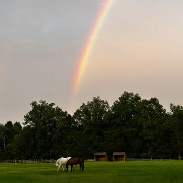 Horses with rainbow.
