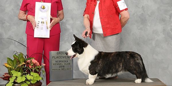 The sire, multi puppy sweeps and best opposite to best in puppy sweeps.