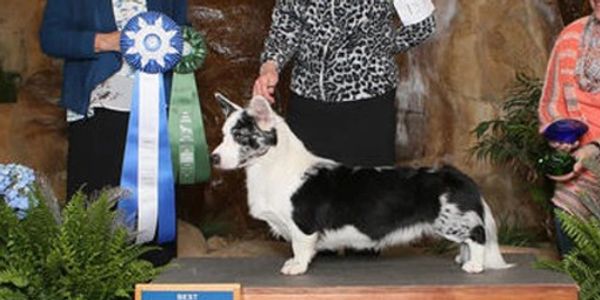 CH Redbud Glasdawn Moon Shadow