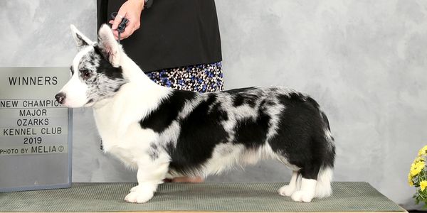 By two-time BOW at the CWCCA Nationals CH Redbud Glasdawn Moon Shadow x GCH Blue Skyy's Bella Luna. 