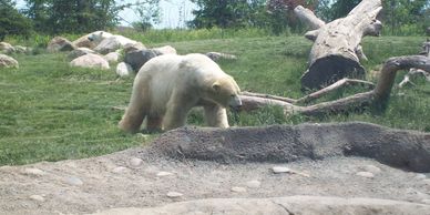 Polar bear is the  the largest extant land carnivore. 