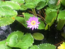 Alipur
Agri-Horticulture Society of India
tfortravels.com
Gardens in Kolkata
India