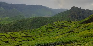 Cameron Highlands
Tea Gardens
English
Visit Malaysia 2020
Hill station of Malaysia
Most complete 